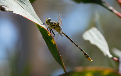 Austrogomphus australis