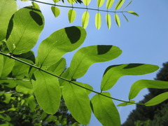 Robinia pseudoacacia