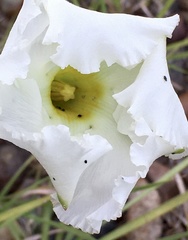 Mandevilla petraea