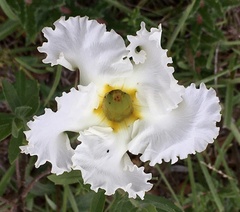 Mandevilla petraea