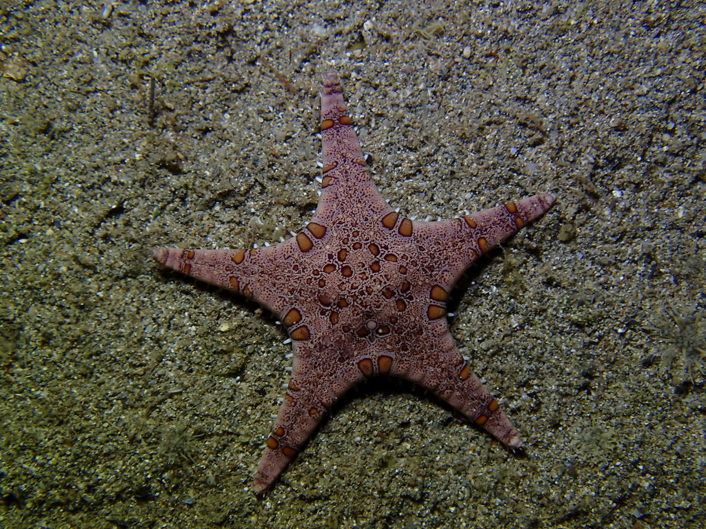 Galloping Sea Star