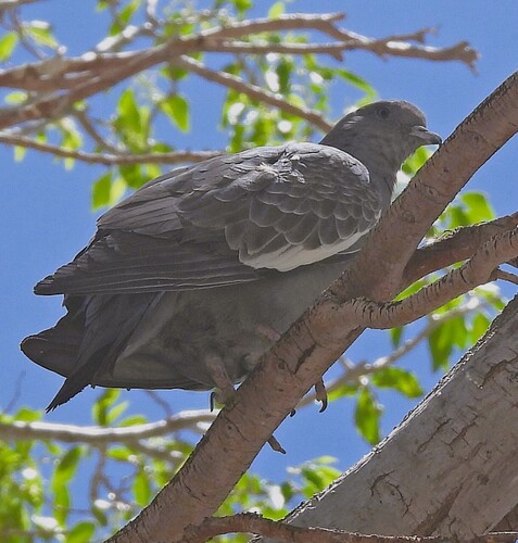 Spot-winged Pigeon (albipennis)