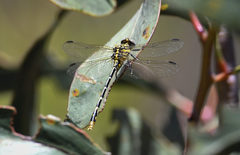Austrogomphus australis