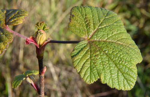 Flowering Currant foliage