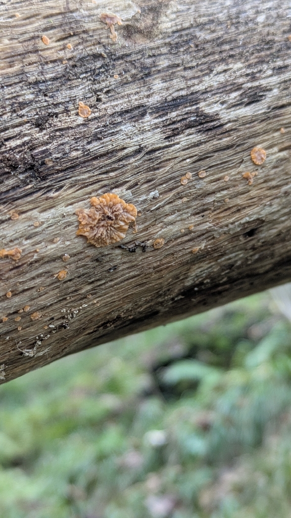 Phlebia radiata · November 2025 · photo: © emiswa (iNaturalist, cc-by)