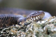 Nerodia fasciata × clarkii