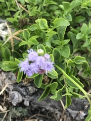 Ageratum maritimum