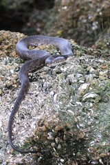 Nerodia fasciata × clarkii