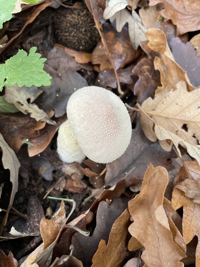 Lycoperdon perlatum · November 2025 · photo: © asdombro98 (iNaturalist, cc-by)