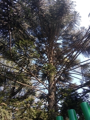 Araucaria bidwillii