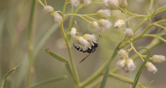 Trachypus denticollis