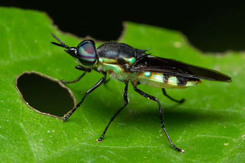 Rhingiopsis rostrata