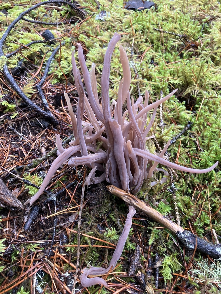 Alloclavaria purpurea · November 2025 · photo: © leecain (iNaturalist, cc-by)