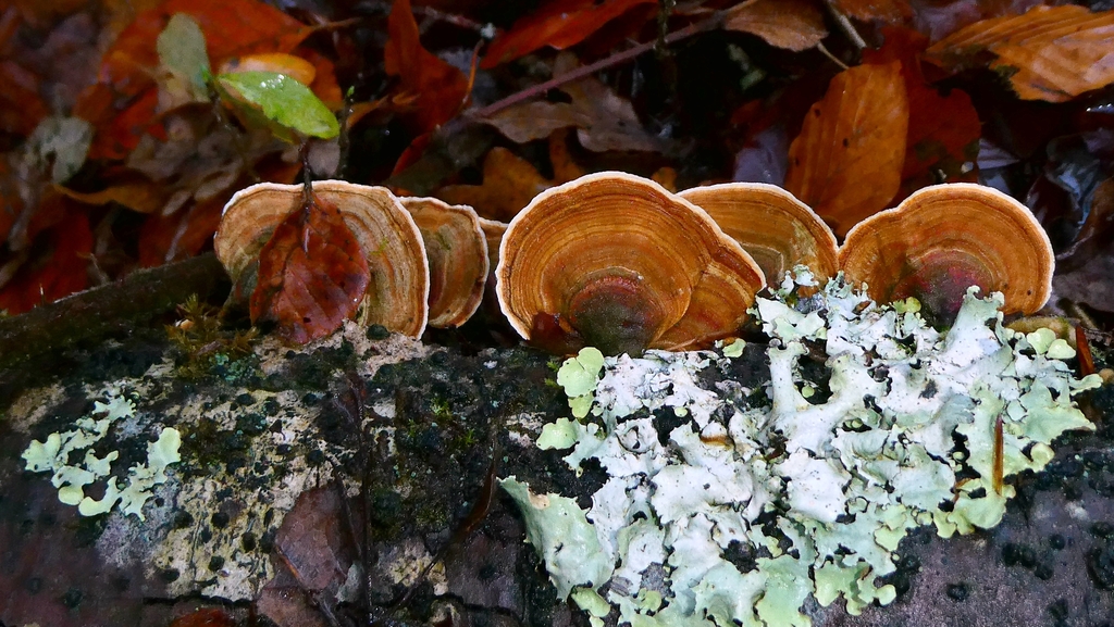 Stereum subtomentosum · November 2025 · photo: © patricklm35 (iNaturalist, cc0)