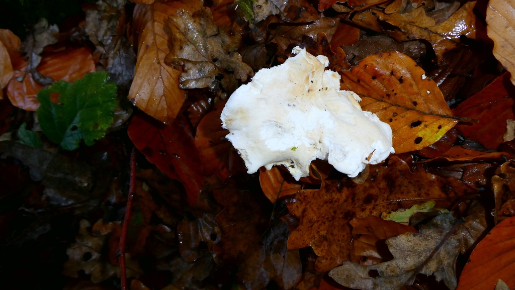 Hydnum repandum · November 2025 · photo: © patricklm35 (iNaturalist, cc0)