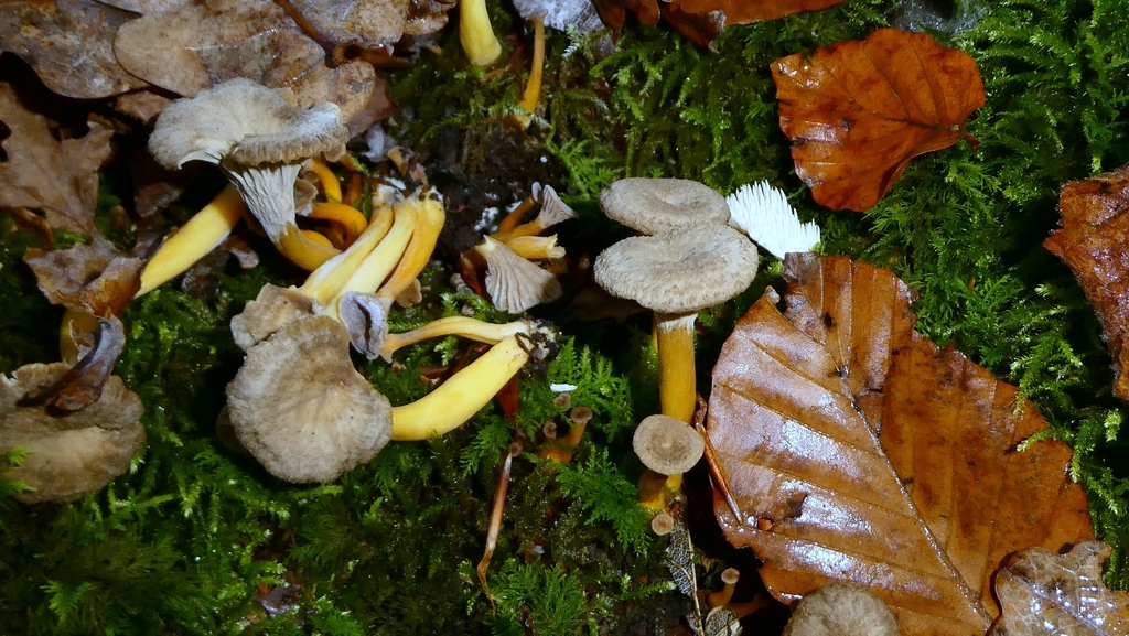 Craterellus tubaeformis · November 2025 · photo: © patricklm35 (iNaturalist, cc0)