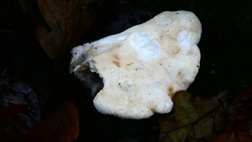 Hydnum repandum · November 2025 · photo: © patricklm35 (iNaturalist, cc0)