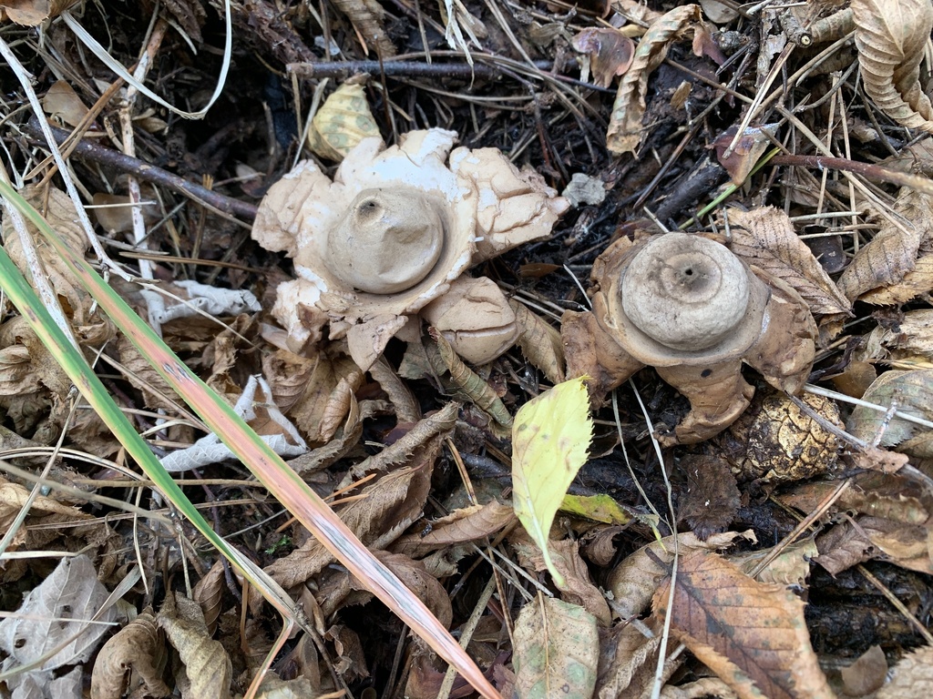 Geastrum michelianum · November 2025 · photo: © manuela9012 (iNaturalist, cc-by)