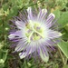 Passiflora chrysophylla - Photo (c) Santiago Mailhos, some rights reserved (CC BY-NC), uploaded by Santiago Mailhos