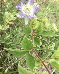Passiflora chrysophylla