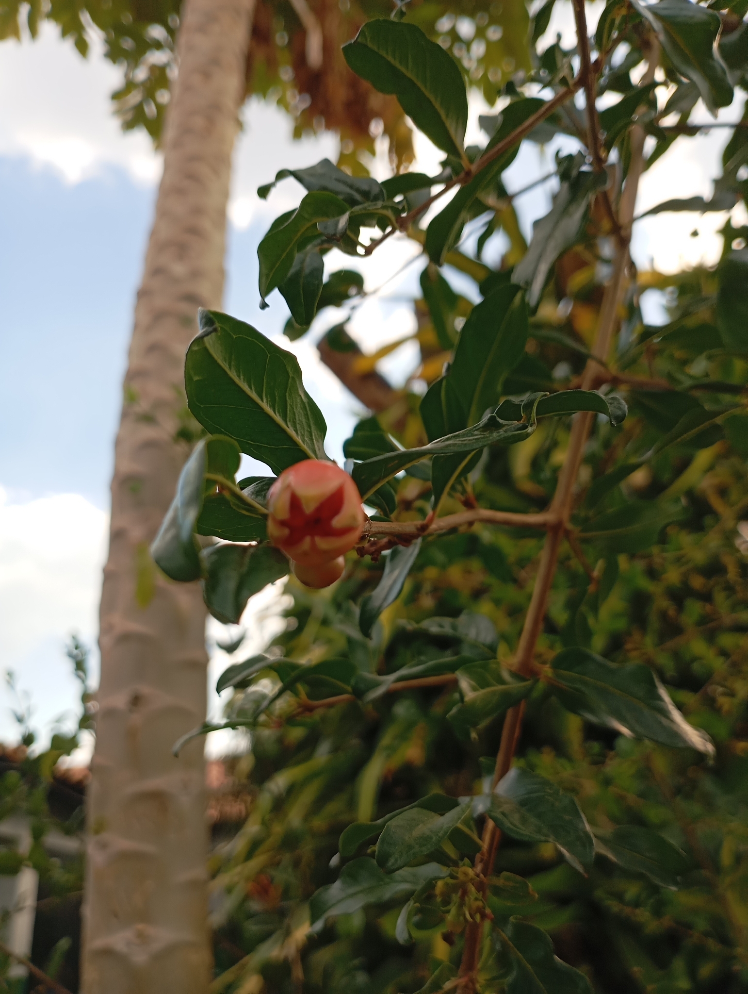 Punica granatum