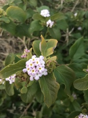 Lantana involucrata