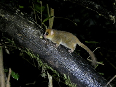 Microcebus rufus