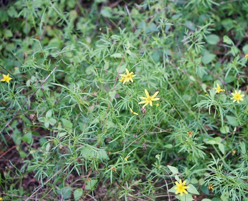 Image of Bidens xanti by (c) Bill Levine, some rights reserved (CC BY)