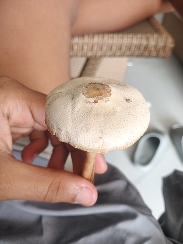 Green-spored Parasol
