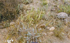 Teucrium capitatum gracillimum