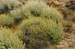 Launaea spinosa