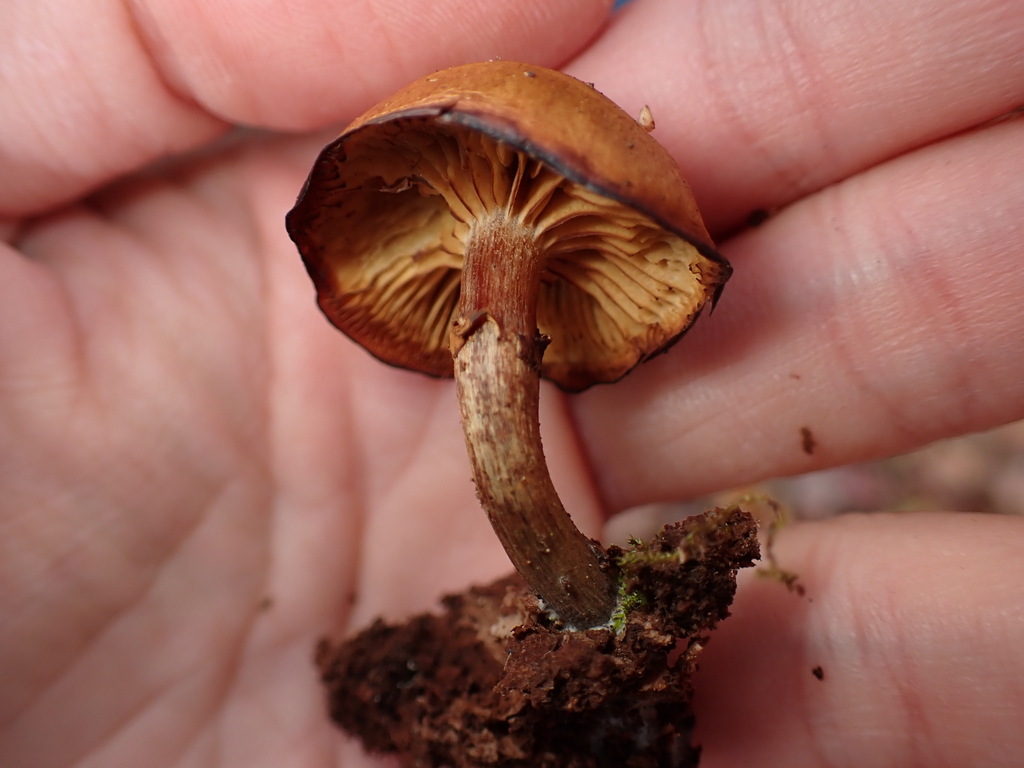 Galerina marginata · November 2025 · photo: © sus_scrofa (iNaturalist, cc-by)