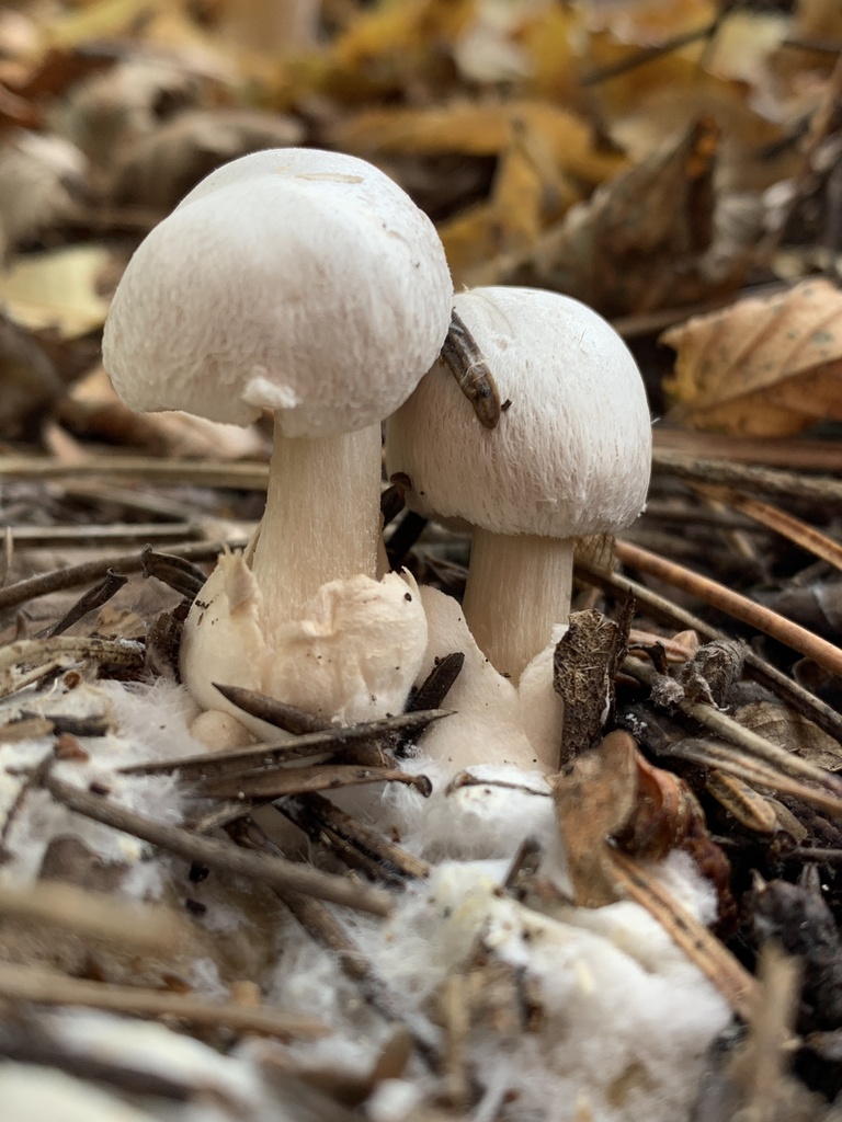 Volvariella surrecta · November 2025 · photo: © manuela9012 (iNaturalist, cc-by)