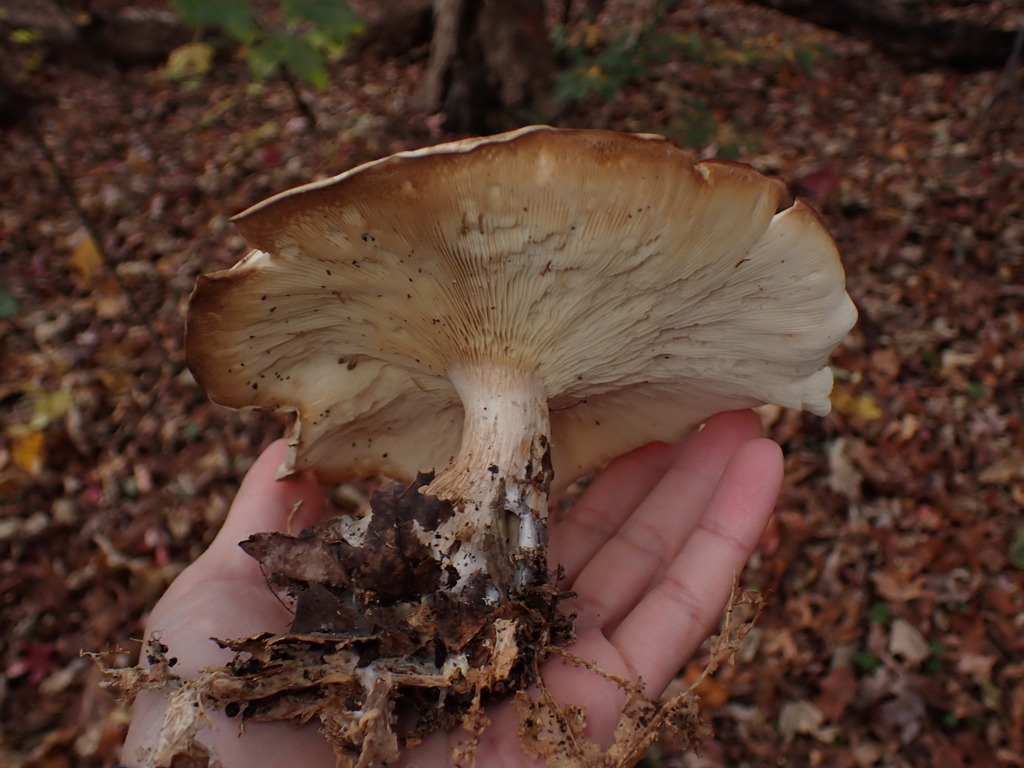 Clitocybe robusta