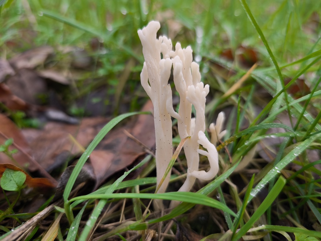 Clavulina rugosa · November 2025 · photo: © arthur_haendler (iNaturalist, cc0)