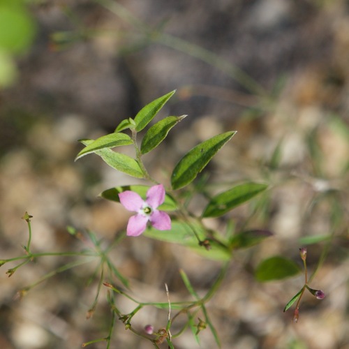 Image of Stenotis asperuloides by (c) Bill Levine, some rights reserved (CC BY)