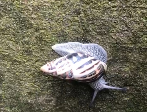 Drymaeus papyraceus