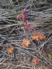 Drosera cuneifolia