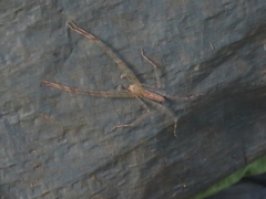 Anaptomecus
