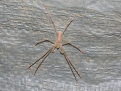 Anaptomecus