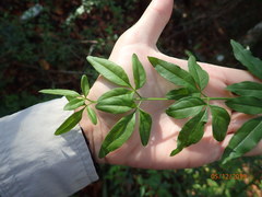 Jasminum mesnyi