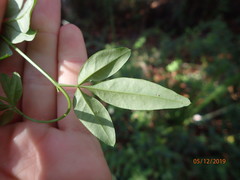 Jasminum mesnyi