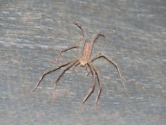 Anaptomecus
