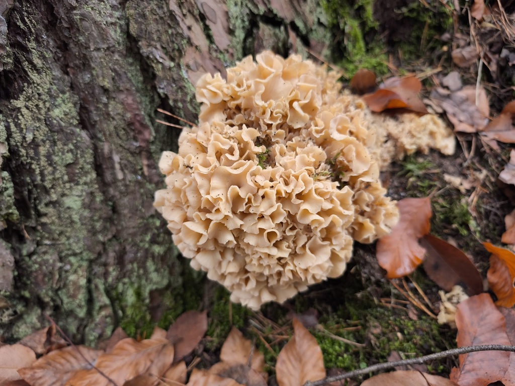 Sparassis crispa · November 2025 · photo: © arthur_haendler (iNaturalist, cc0)