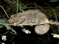Calumma crypticum