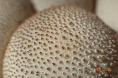 Apioperdon pyriforme image