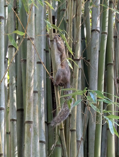 Eastern Gray Squirrel