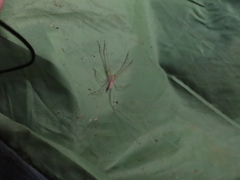 Anaptomecus