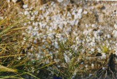 Carrichtera annua
