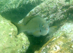 Girella elevata
